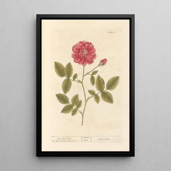 La rose rouge - Elizabeth Blackwell — ingelijst kunstwerk aan de muur