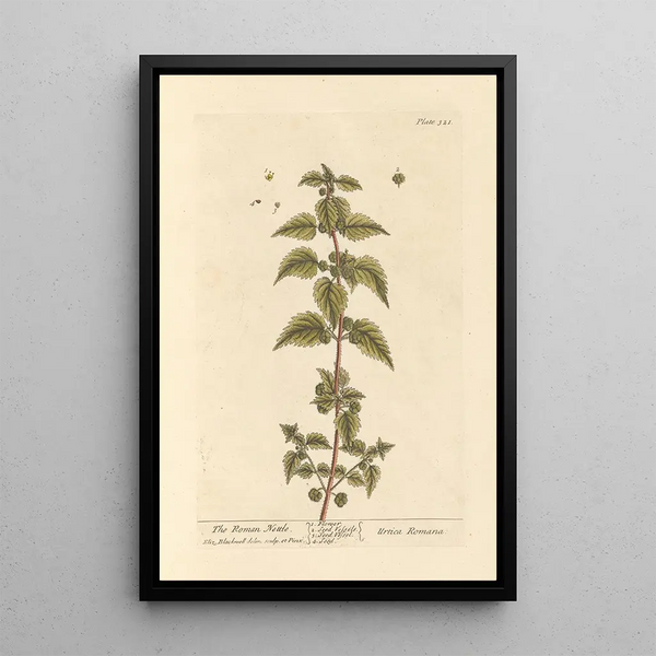 L'ortie romaine - Elizabeth Blackwell — ingelijst kunstwerk aan de muur