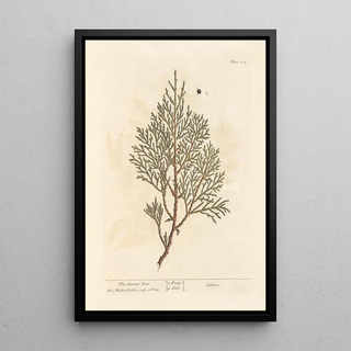 Elizabeth Blackwell - The savine tree.webp