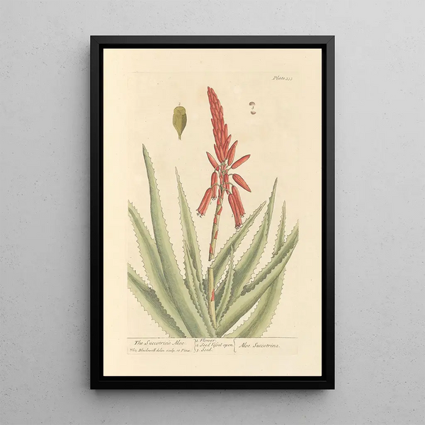 L'aloës succotrine - Elizabeth Blackwell — ingelijst kunstwerk aan de muur