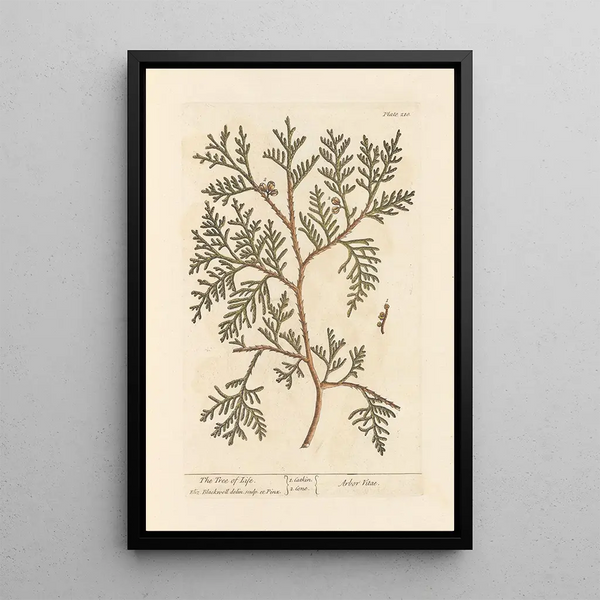 L'arbre de vie - Elizabeth Blackwell — ingelijst kunstwerk aan de muur