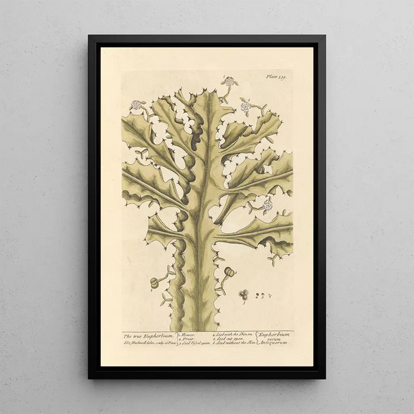 Le véritable euphorbe - Elizabeth Blackwell — ingelijst kunstwerk aan de muur