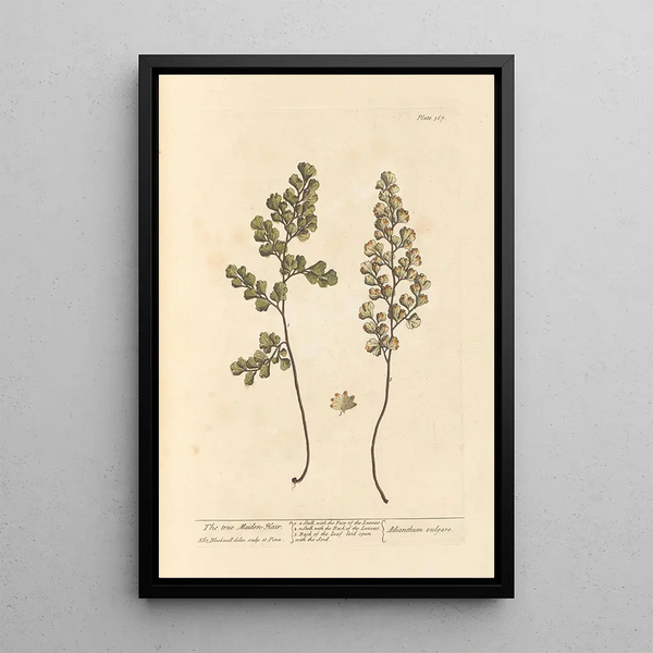 La véritable capillaire - Elizabeth Blackwell — ingelijst kunstwerk aan de muur