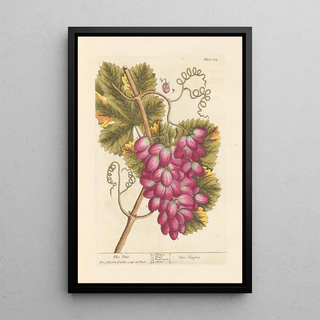 Elizabeth Blackwell - The vine.webp