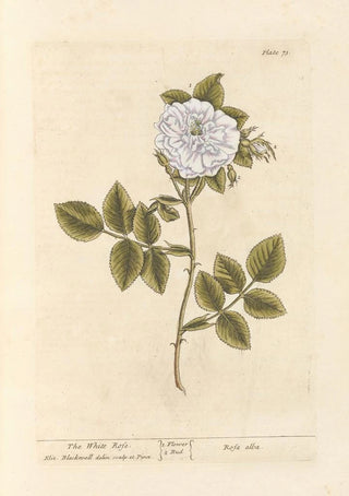 Elizabeth Blackwell - The white rose.webp