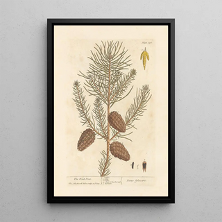 Elizabeth Blackwell - The wild pine.webp