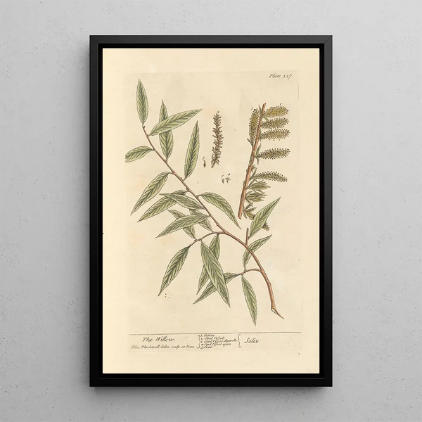 De wilg - Elizabeth Blackwell — ingelijst kunstwerk aan de muur