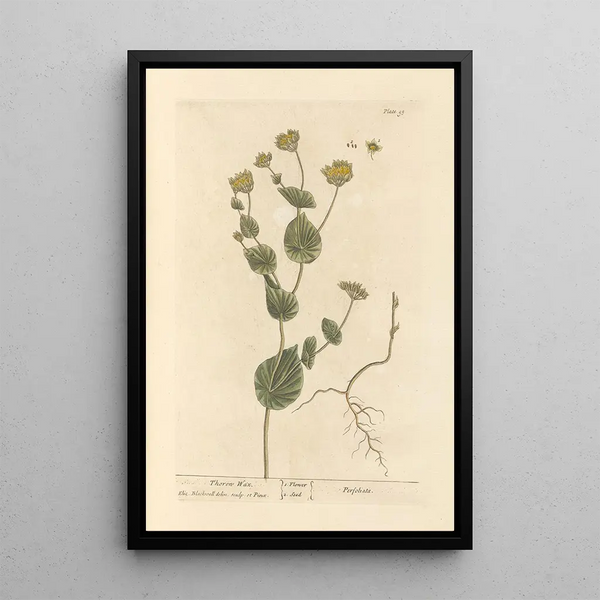 Le séneçon - Elizabeth Blackwell — ingelijst kunstwerk aan de muur