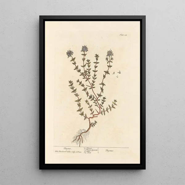 Thym - Elizabeth Blackwell — ingelijst kunstwerk aan de muur