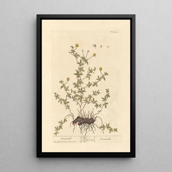 Tormentille - Elizabeth Blackwell — ingelijst kunstwerk aan de muur