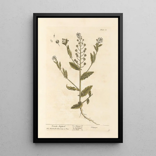 Moutarde noire - Elizabeth Blackwell — ingelijst kunstwerk aan de muur