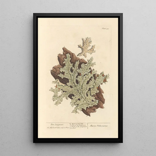 Elizabeth Blackwell - Tree lungwort.webp
