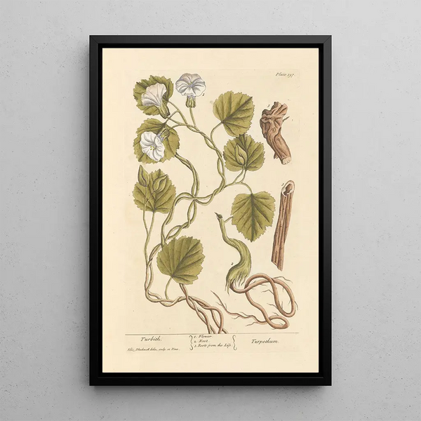 Turbith - Elizabeth Blackwell — ingelijst kunstwerk aan de muur