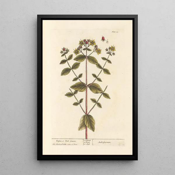 Millepertuis of parkbladeren - Elizabeth Blackwell — ingelijst kunstwerk aan de muur