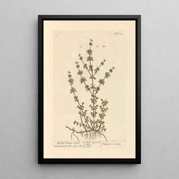 Menthe pouliot dressée - Elizabeth Blackwell — ingelijst kunstwerk aan de muur