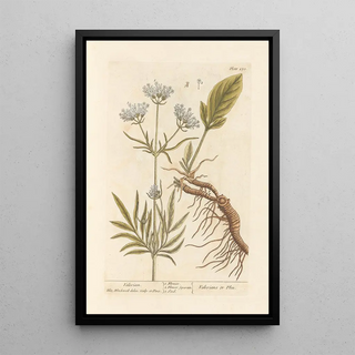 Elizabeth Blackwell - Valerian.webp