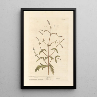 Elizabeth Blackwell - Vervain.webp
