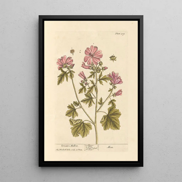 Mauve de guimauve - Elizabeth Blackwell — ingelijst kunstwerk aan de muur