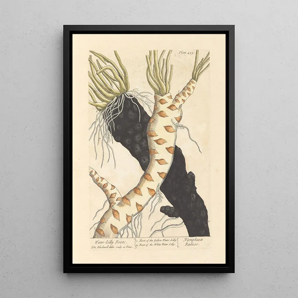 Racines de nénuphar - Elizabeth Blackwell — ingelijst kunstwerk aan de muur