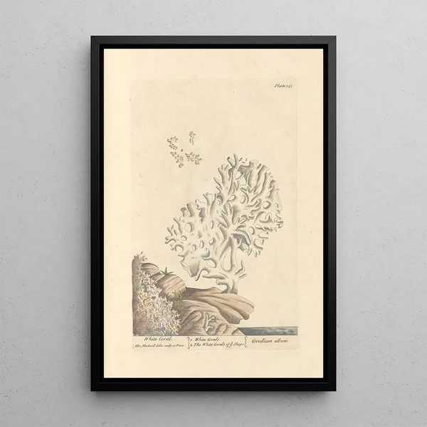Corail blanc - Elizabeth Blackwell — ingelijst kunstwerk aan de muur