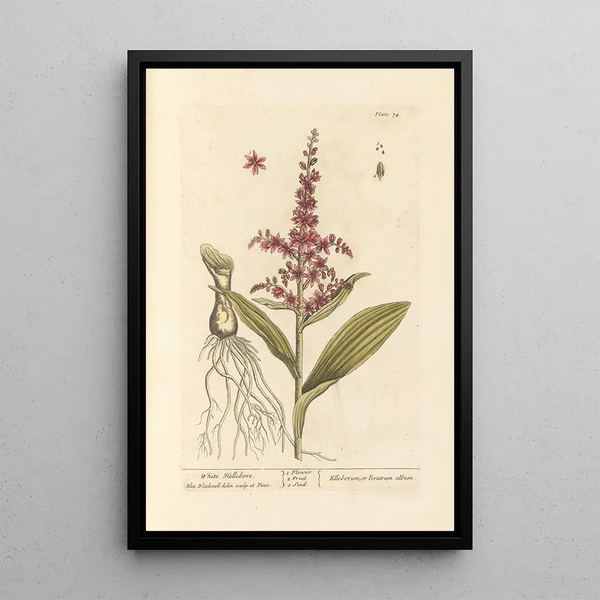Hellébore blanc - Elizabeth Blackwell — ingelijst kunstwerk aan de muur