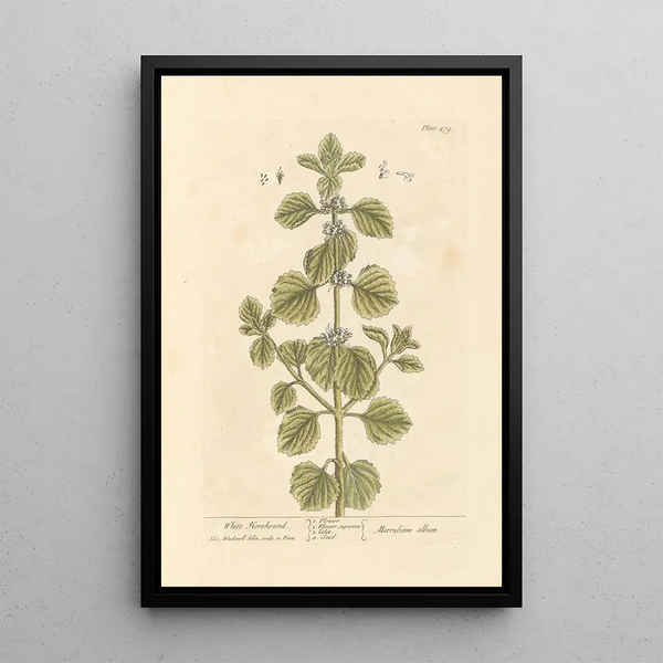 Marrube blanc - Elizabeth Blackwell — ingelijst kunstwerk aan de muur