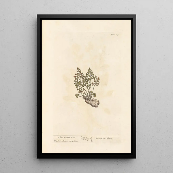 Capillaire blanc - Elizabeth Blackwell — ingelijst kunstwerk aan de muur