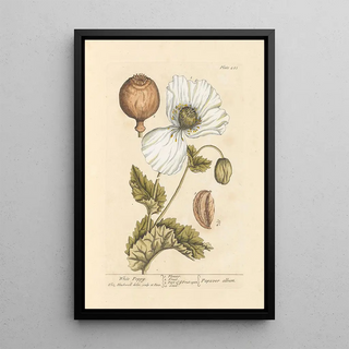 Elizabeth Blackwell - White poppy.webp