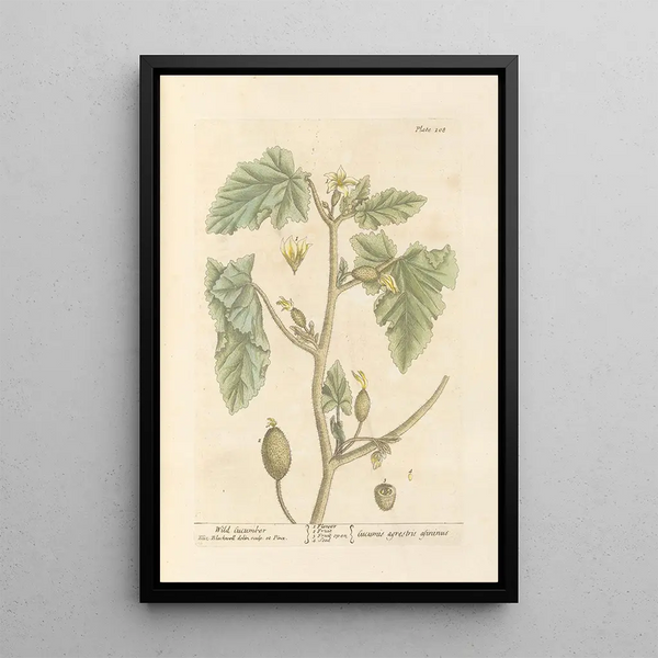 Concombre sauvage - Elizabeth Blackwell — ingelijst kunstwerk aan de muur