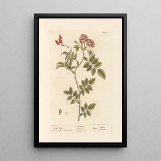 Elizabeth Blackwell - Wild rose.webp