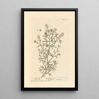 Elizabeth Blackwell - Wild rue.webp