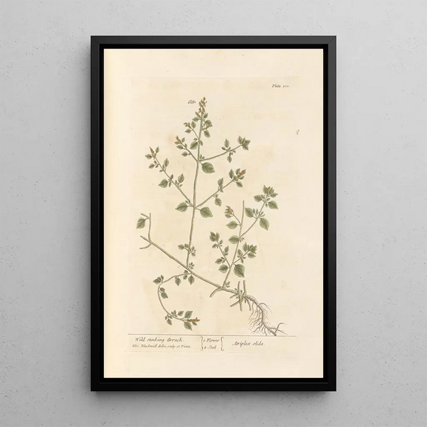 Arroche fétide sauvage - Elizabeth Blackwell — ingelijst kunstwerk aan de muur