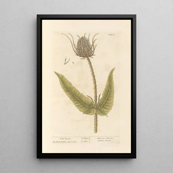 Cardère sauvage - Elizabeth Blackwell — ingelijst kunstwerk aan de muur