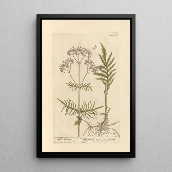 Valériane sauvage - Elizabeth Blackwell — ingelijst kunstwerk aan de muur