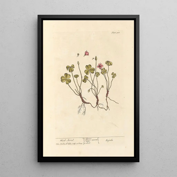 Oxalis - Elizabeth Blackwell — ingelijst kunstwerk aan de muur