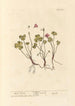 Oxalis - Elizabeth Blackwell — artwork view