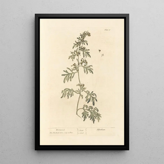 Elizabeth Blackwell - Wormwood.webp