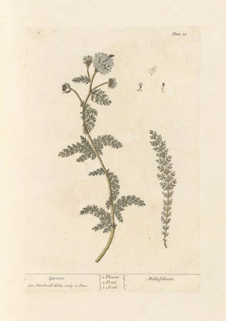 Elizabeth Blackwell - Yarrow.webp