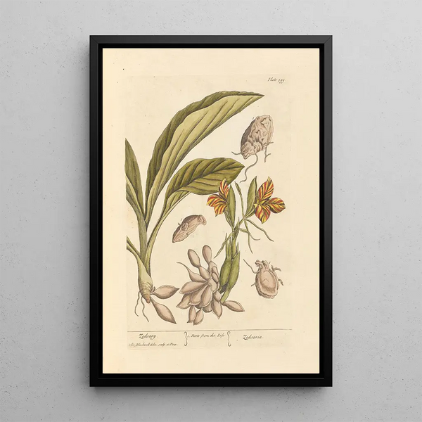 Zédoaire - Elizabeth Blackwell — ingelijst kunstwerk aan de muur