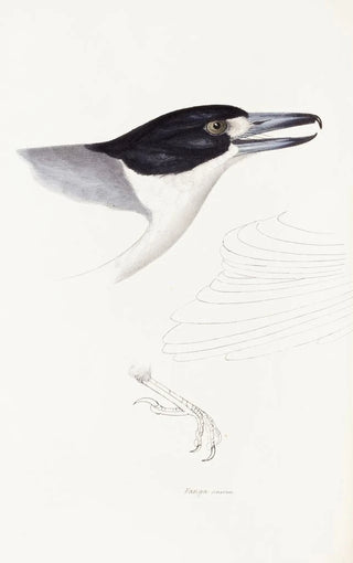 Elizabeth Gould - A synopsis of the birds of Australia and the adjacent Islands Pl02.webp