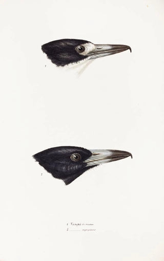 Elizabeth Gould - A synopsis of the birds of Australia and the adjacent Islands Pl03.webp