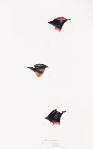 Elizabeth Gould - A synopsis of the birds of Australia and the adjacent Islands Pl07.webp