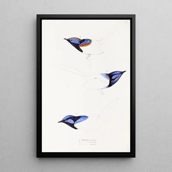 Elizabeth Gould - A synopsis of the birds of Australia and the adjacent Islands Pl08.webp