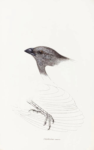 Elizabeth Gould - A synopsis of the birds of Australia and the adjacent Islands Pl09.webp