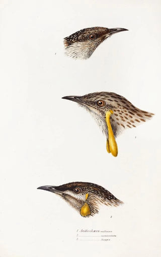 Elizabeth Gould - A synopsis of the birds of Australia and the adjacent Islands Pl14.webp