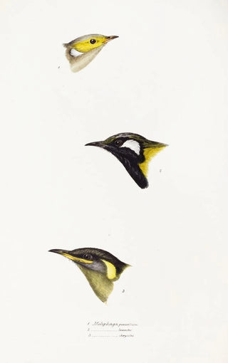 Elizabeth Gould - A synopsis of the birds of Australia and the adjacent Islands Pl15.webp