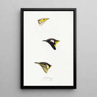 Elizabeth Gould - A synopsis of the birds of Australia and the adjacent Islands Pl15.webp