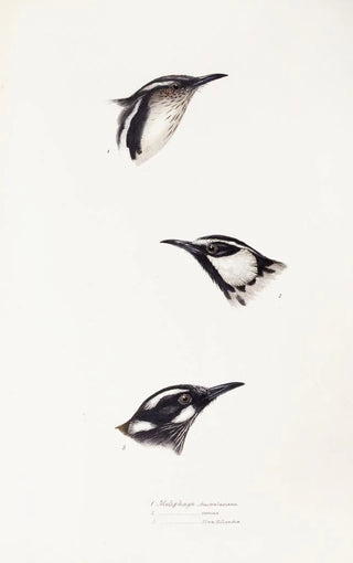 Elizabeth Gould - A synopsis of the birds of Australia and the adjacent Islands Pl16.webp