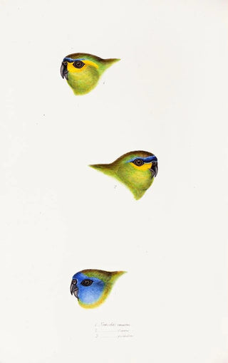 Elizabeth Gould - A synopsis of the birds of Australia and the adjacent Islands Pl25.webp