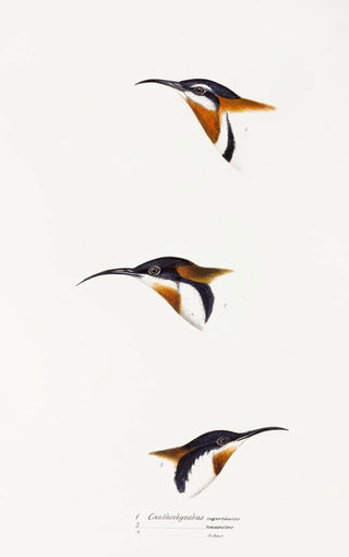 Elizabeth Gould - A synopsis of the birds of Australia and the adjacent Islands Pl27.webp